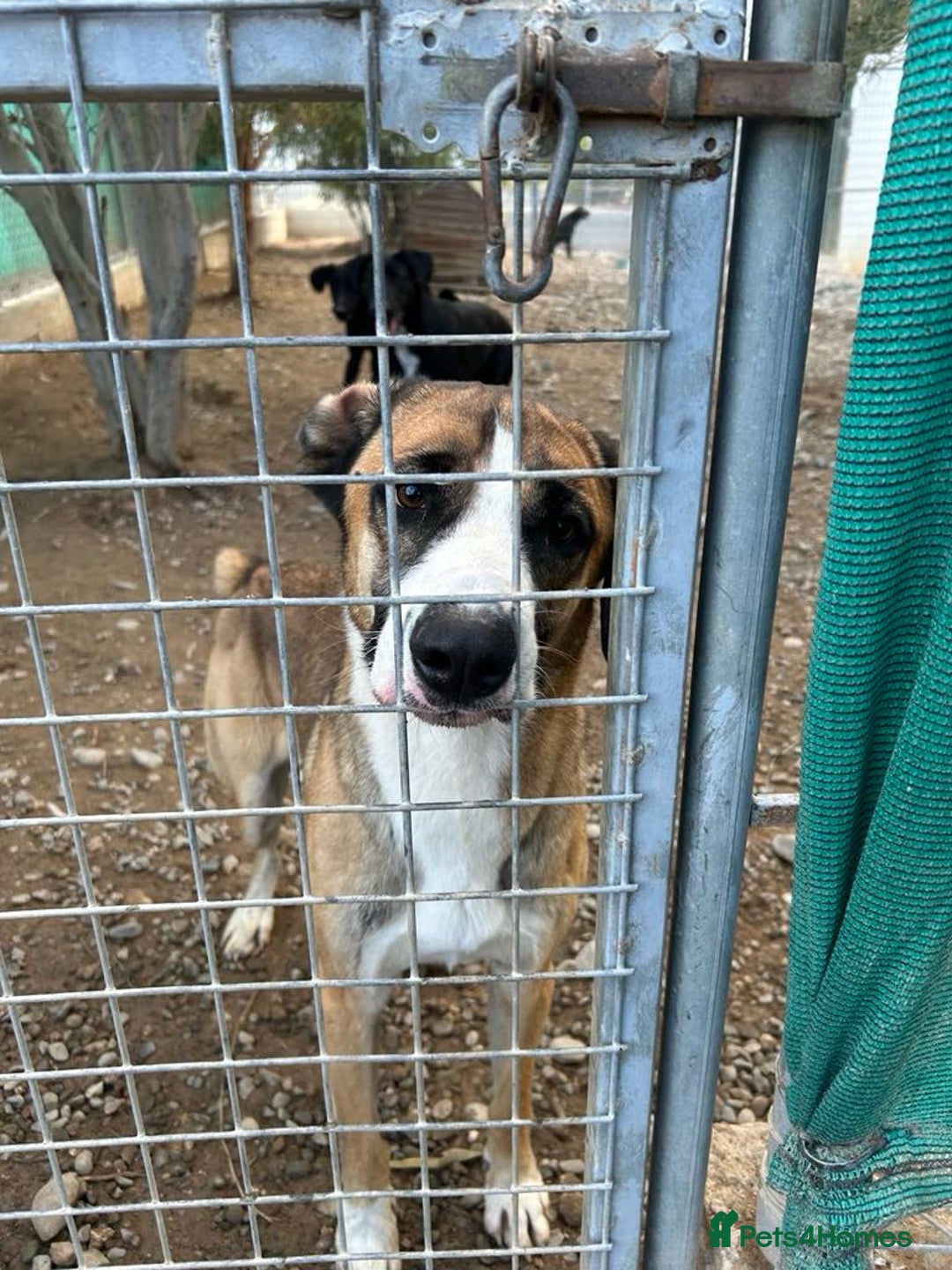 Mixed Breed dogs for adoption: Umber is searching for his family  - Advert 8