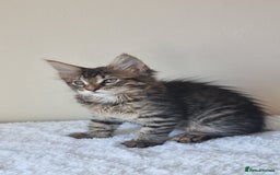 Maine Coon cats for sale: Ready to go now, Maine coon kittens - Image 11