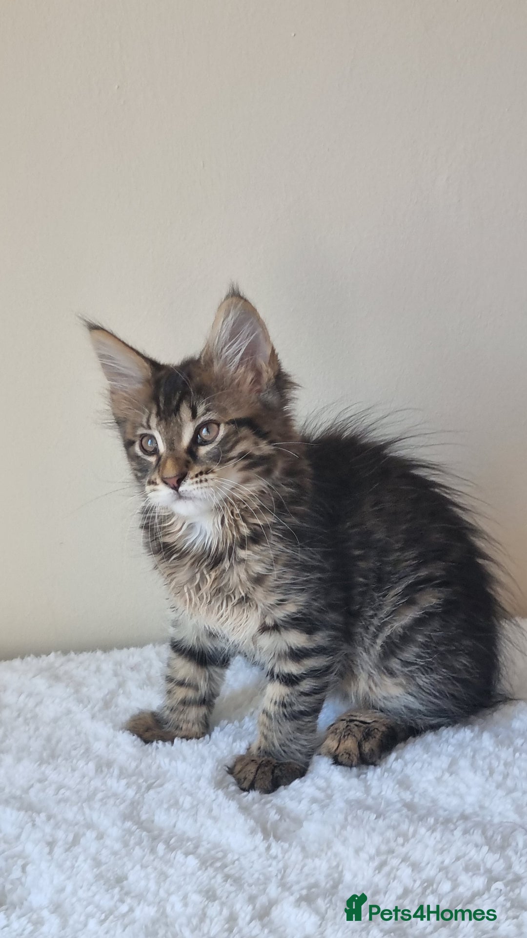 Maine Coon cats for sale: Ready to go now, Maine coon kittens - Image 11