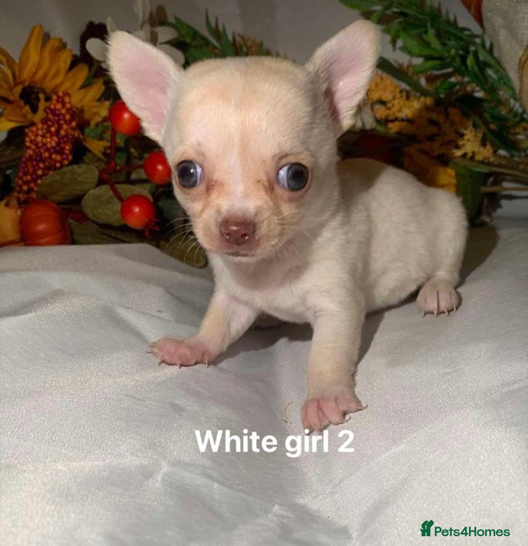 Chihuahua dogs for sale: Tiny chihuahua puppies  - Image 11