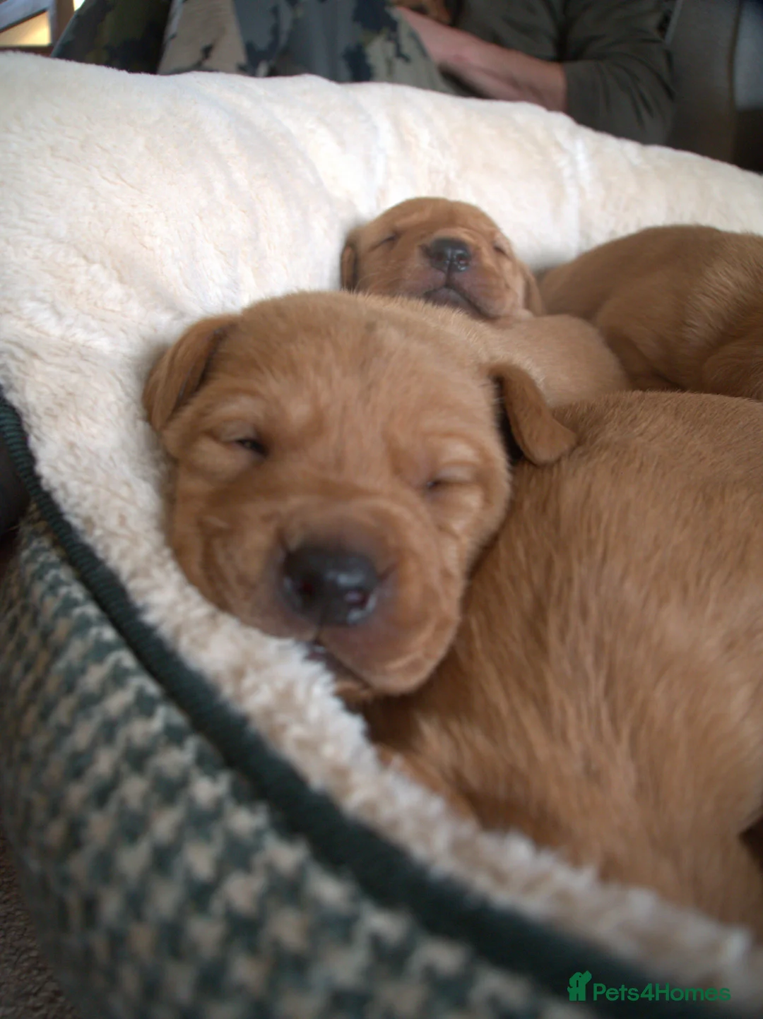 Labrador Retriever dogs for sale: Red Labrador Puppies - Advert 4