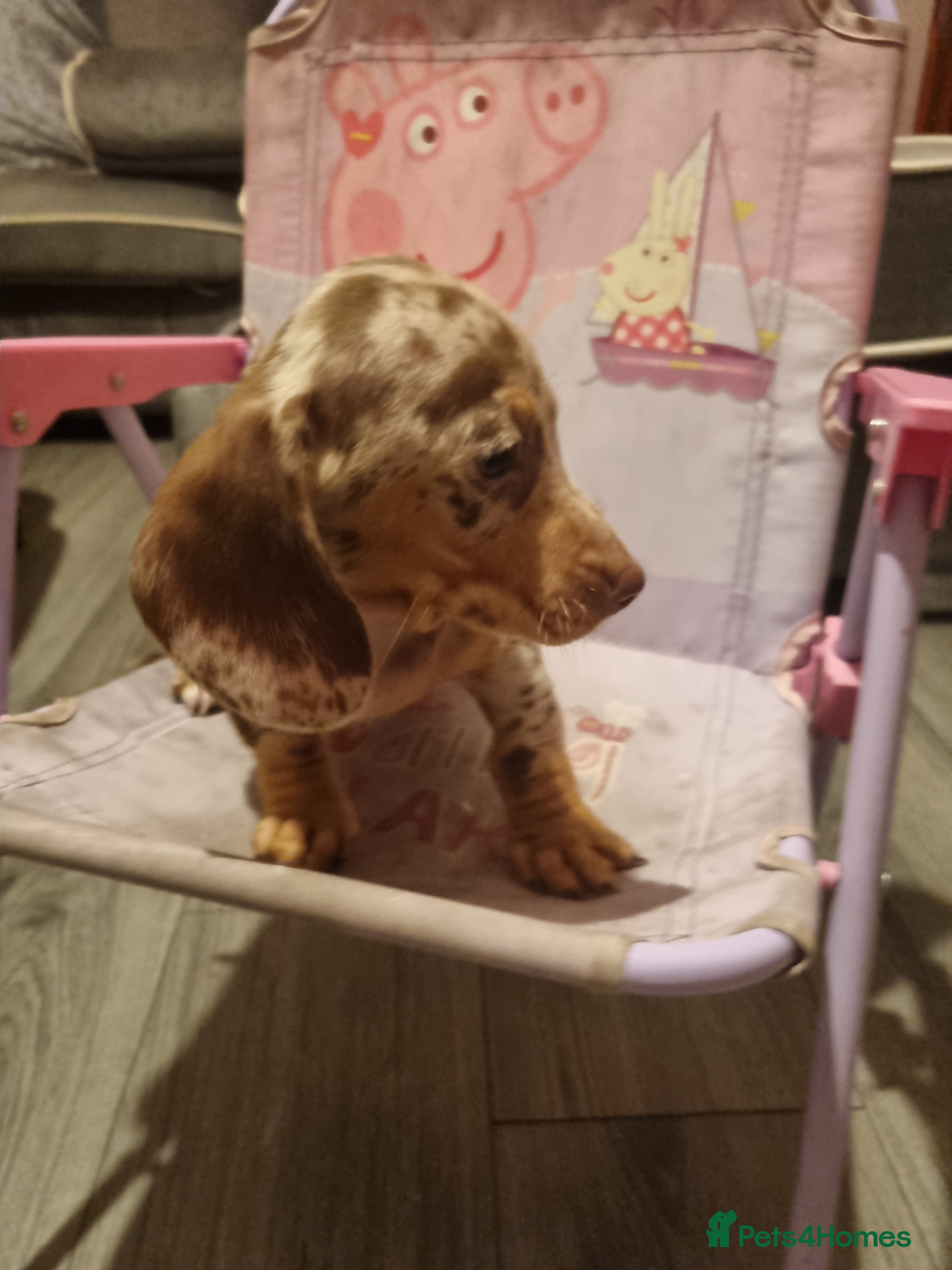 Miniature Dachshund dogs Gorgeous miniature dachshunds - Advert 1