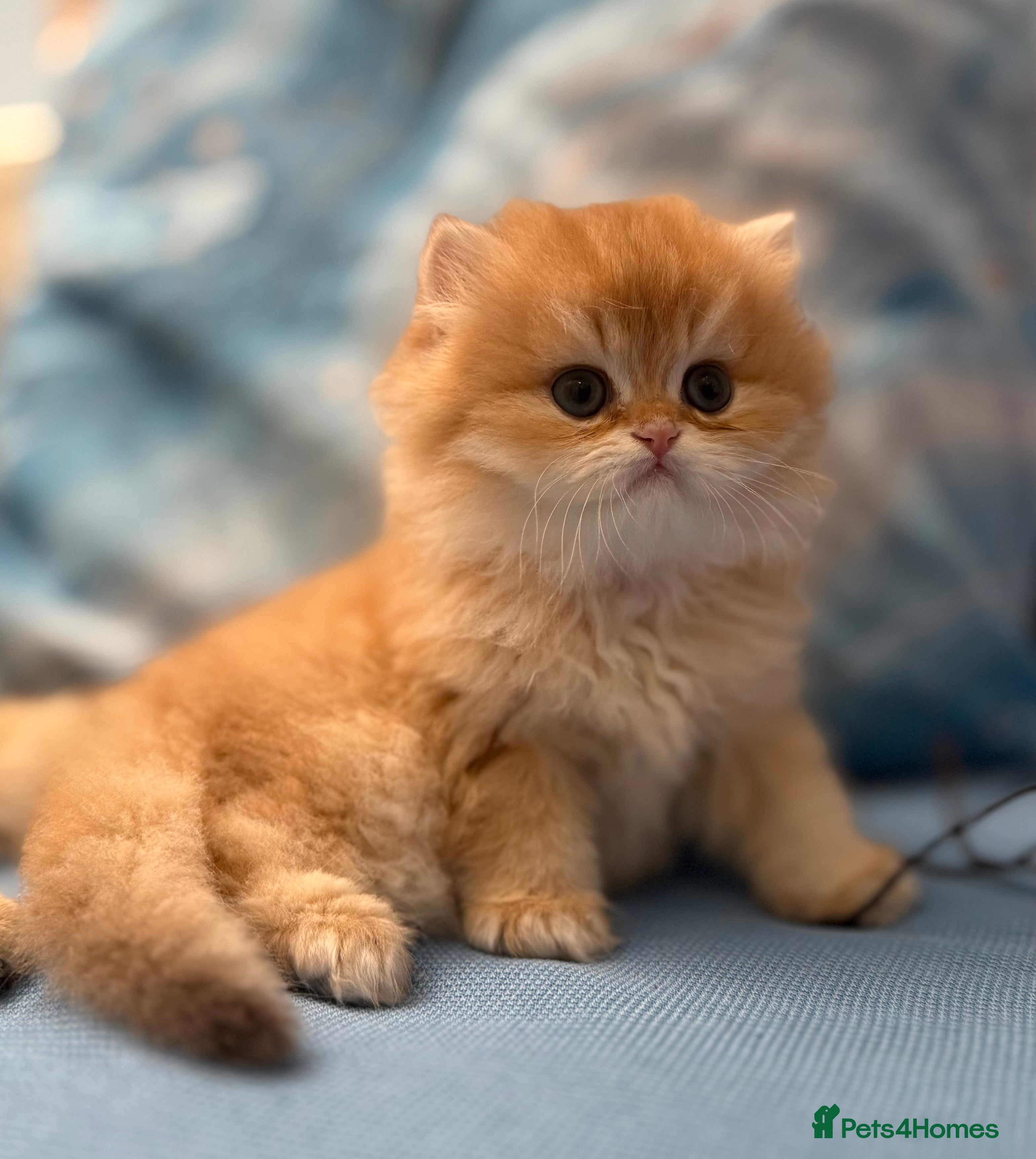 British Longhair cats ✨ Exquisite Golden Longhair Kitten ✨ - Advert 6