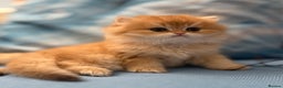 British Longhair cats for sale: ✨ Exquisite Golden Longhair Kitten ✨ - Advert 5