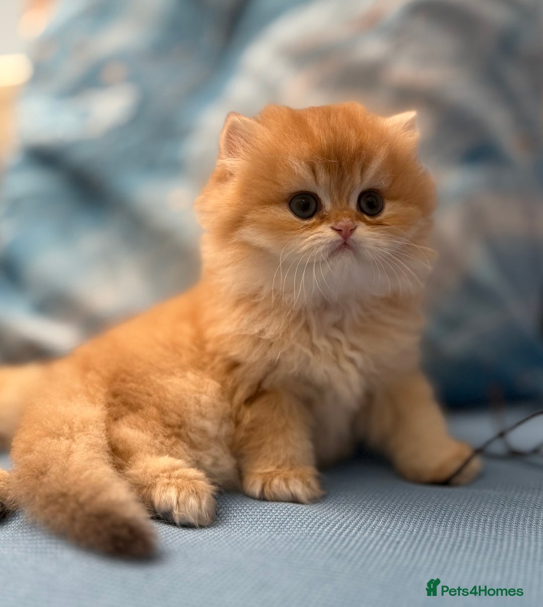 British Longhair cats for sale: ✨ Exquisite Golden Longhair Kitten ✨ - Advert 5