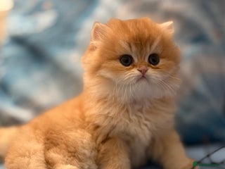 British Longhair cats ✨ Exquisite Golden Longhair Kitten ✨ - Advert 6