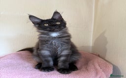 Maine Coon cats for sale: Pedigree GCCF Russian Import line Maine Coons - Image 12