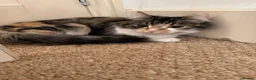 Mixed Breed cats for sale: Free beautiful cat in Colchester - Advert 6