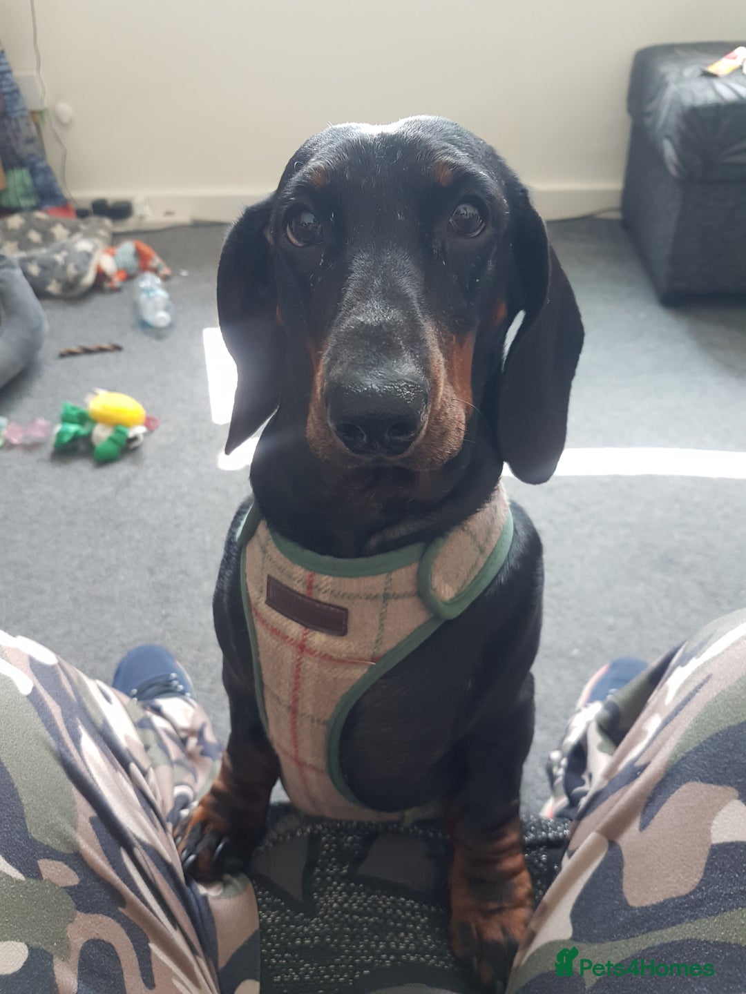 Dachshund dogs for sale: 🐾 Free to a Loving, Experienced Home - Advert 8