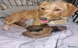 Dachshund dogs for sale: Adorable Dachshund Puppies for Sale (Ready Now) - Image 17