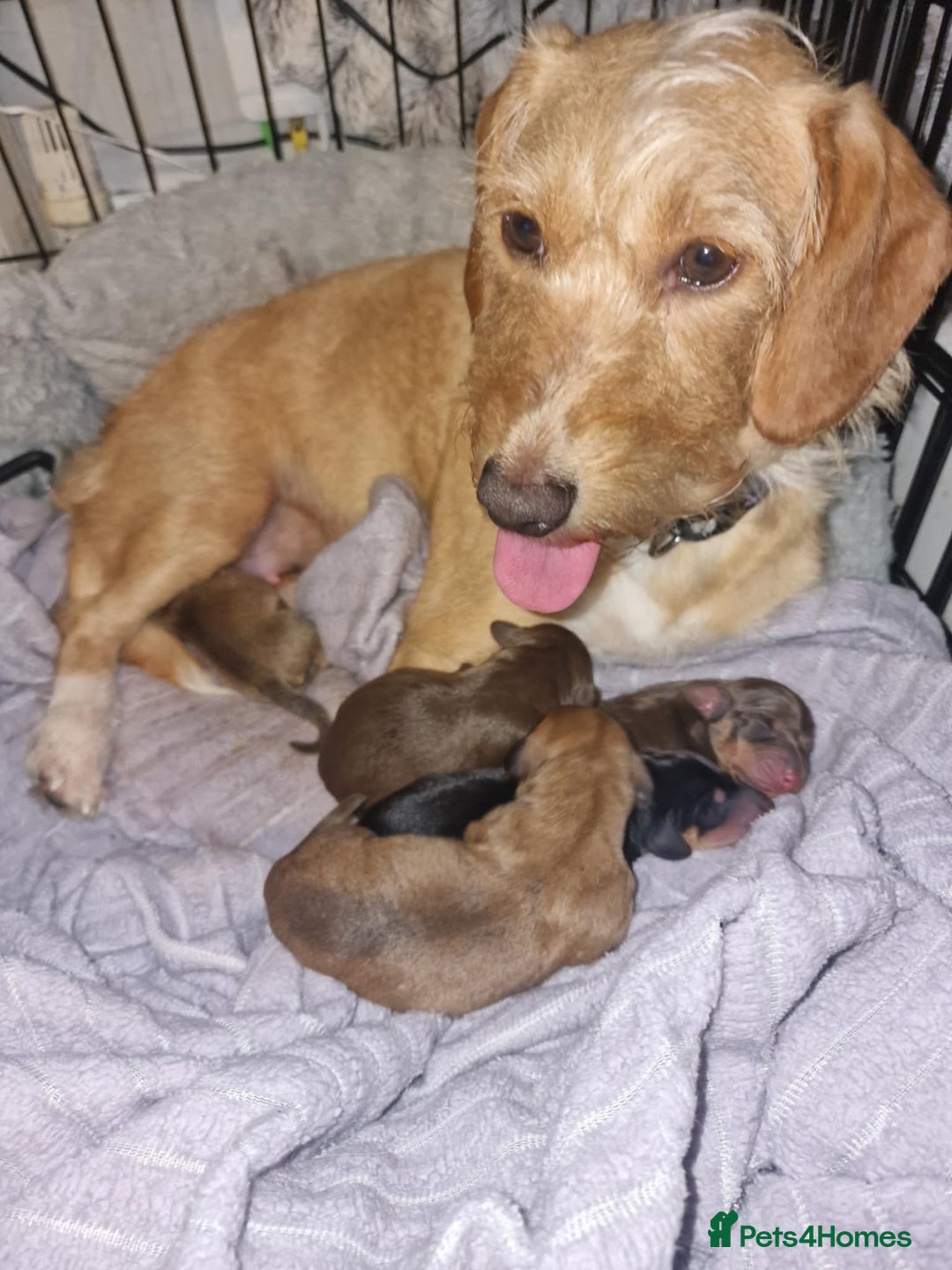 Dachshund dogs for sale: Adorable Dachshund Puppies for Sale (Ready Now) - Image 17