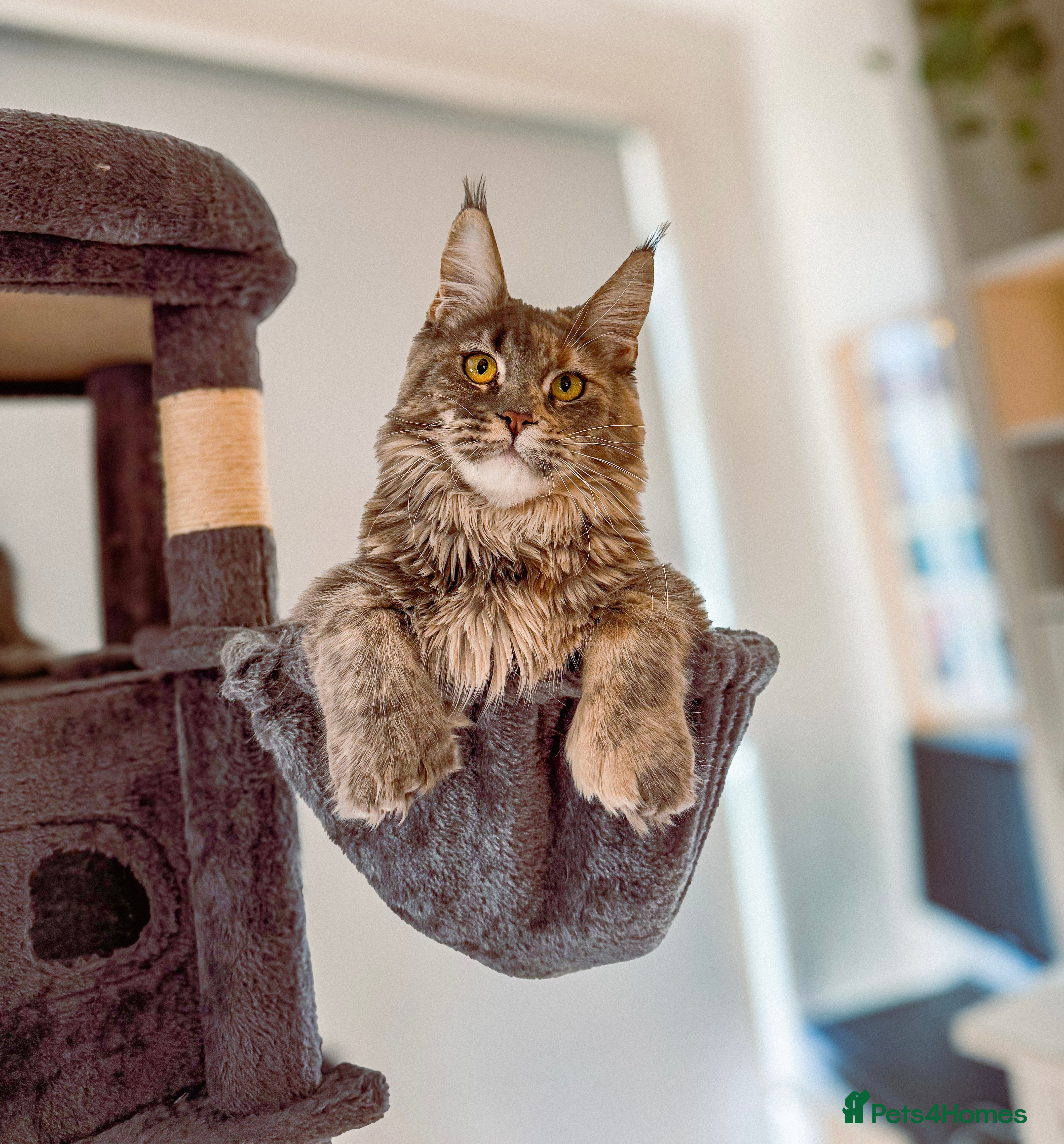 Maine Coon cats RUSSIAN POLYDACTYL MAINE COON TICA ACTIVE - Advert 6