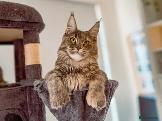 Maine Coon cats RUSSIAN POLYDACTYL MAINE COON TICA ACTIVE - Advert 6