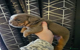 English Bulldog dogs for sale: Kc british bulldogs  - Image 18