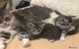 Maine Coon cats for sale: Maine coon kitten  - Image 7