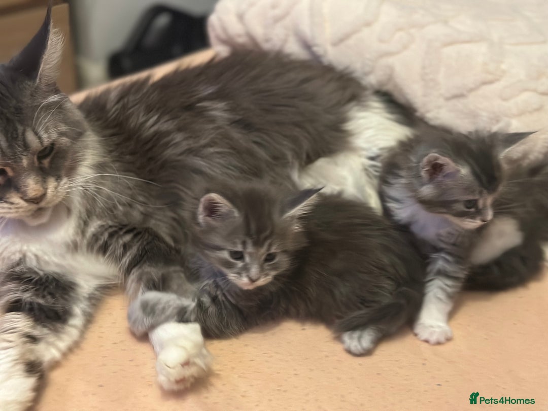 Maine Coon cats for sale: Maine coon kitten  - Image 7