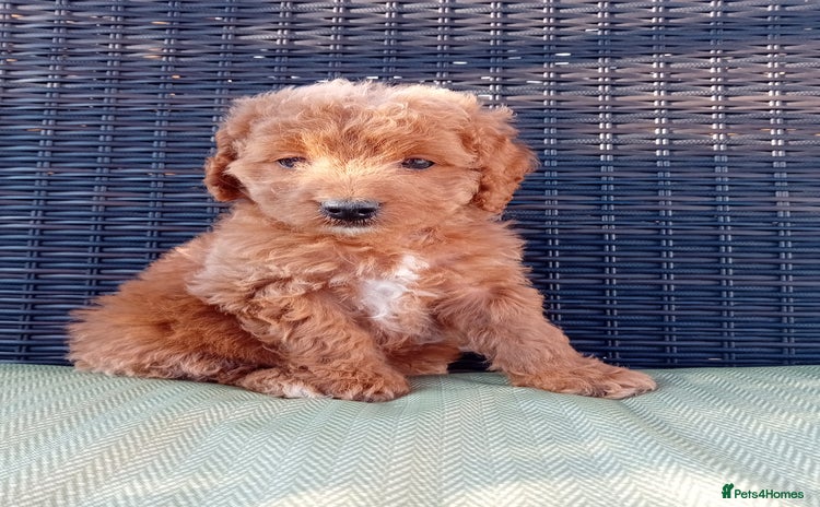 Cavapoo dogs - Advert 5