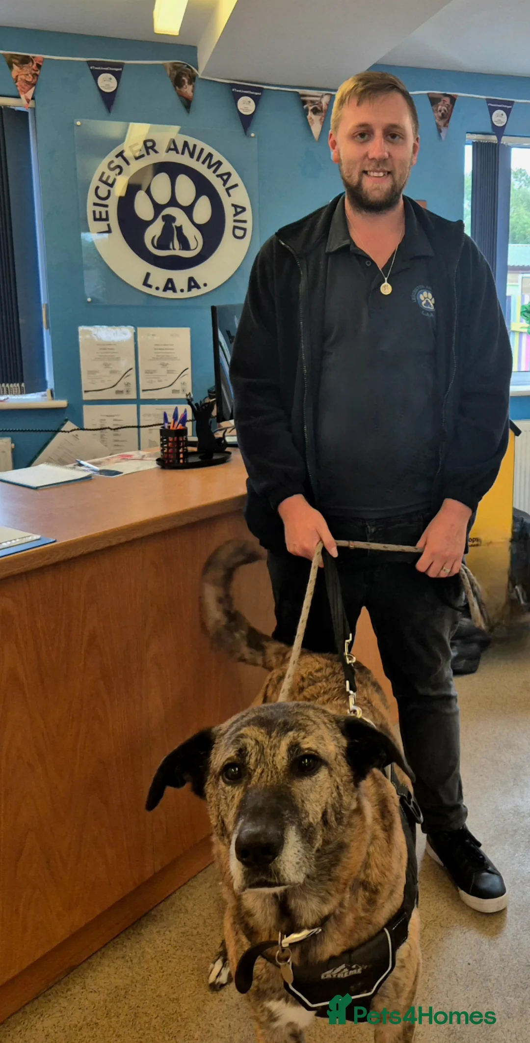 Mixed Breed dogs for adoption: Camel - Advert 5