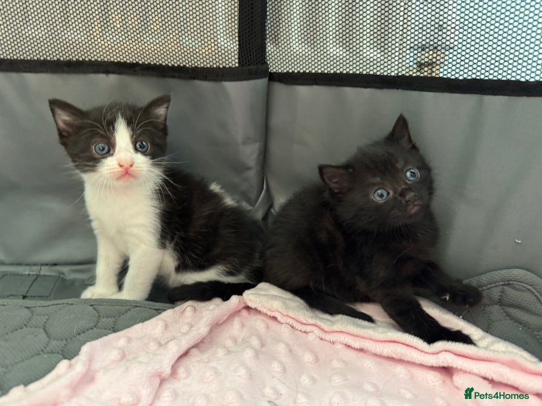 Mixed Breed cats for sale: Gorgeous girls looking for a home - Image 6