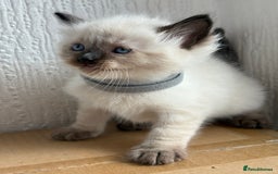 Ragdoll cats for sale: 💗 Our princess belle had 5 new kittens 💗 - Image 11