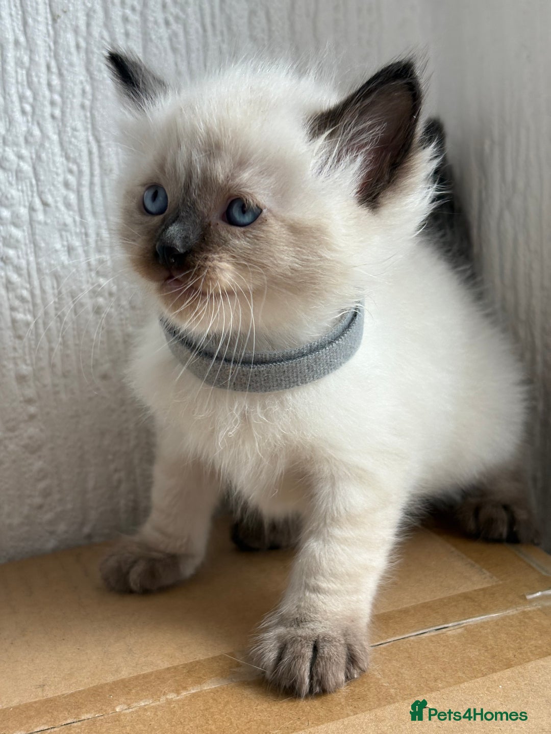 Ragdoll cats for sale: 💗 Our princess belle had 5 new kittens 💗 - Image 11