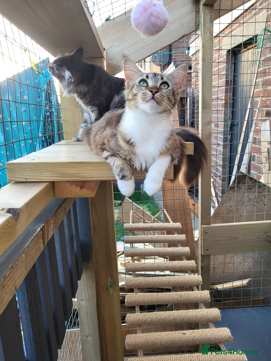 Maine Coon cats for sale: MaineCoon Kittens in Mablethorpe - Advert 2