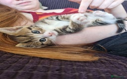 Mixed Breed cats for sale: Last girl kitten available immediately - Image 2