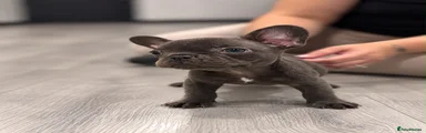 French Bulldog 4