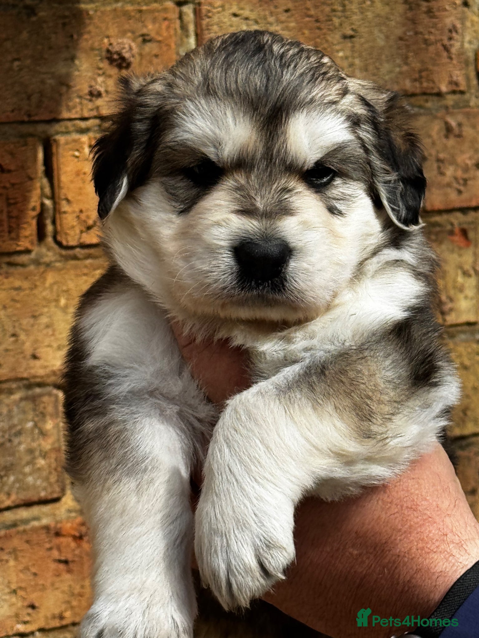 Golden Shepherd dogs ⭐️ GOLDEN SHEPHERDS ⭐️ - Advert 3