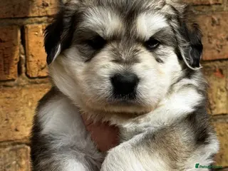 Golden Shepherd dogs ⭐️ GOLDEN SHEPHERDS ⭐️ - Advert 3