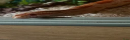 Corn Snake reptiles for sale: Corn snake in Stanley - Advert 3