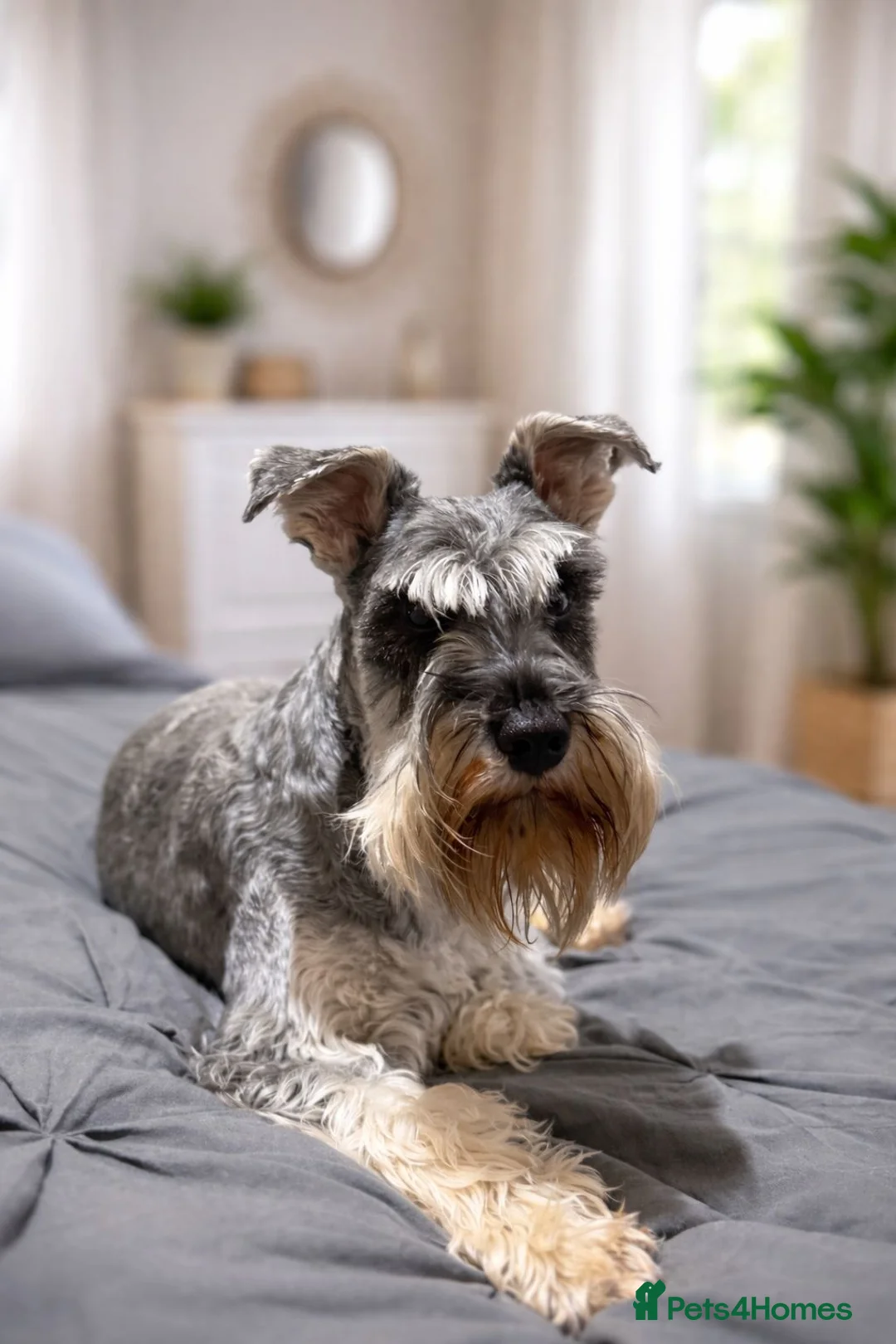Miniature Schnauzer dogs for stud: Miniature schnauzer for stud  - Advert 4
