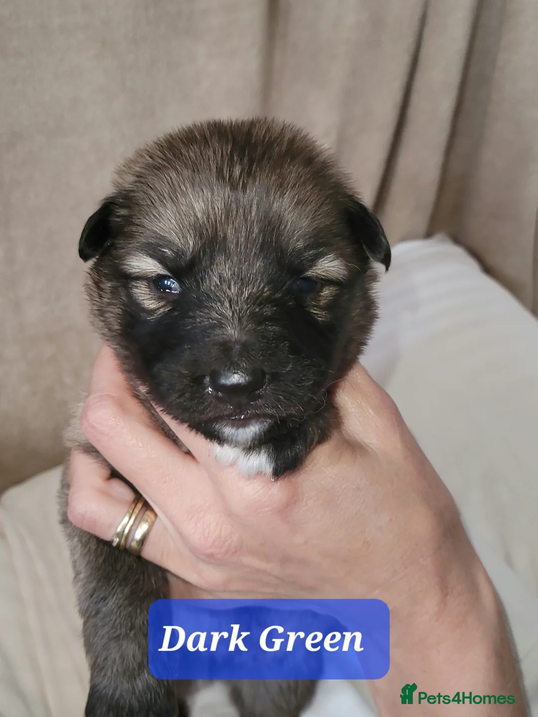 German Shepherd dogs for sale: German Shepherd Puppies - Advert 16