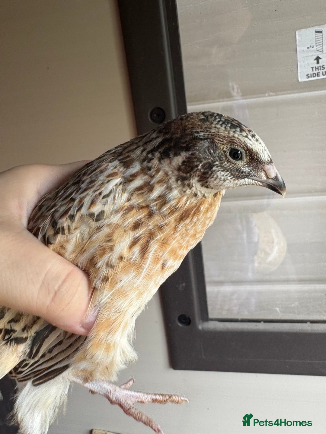 Quail poultry for sale: Quail for sale! - Image 5