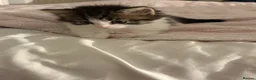 Domestic Shorthair cats for sale: Beautiful kittens 5* homes  - Advert 7