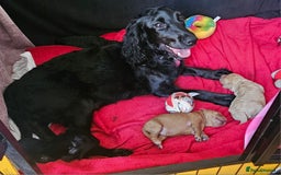 Cockapoo dogs for sale: Adorable Cockapoo puppies waiting for You!  - Image 1