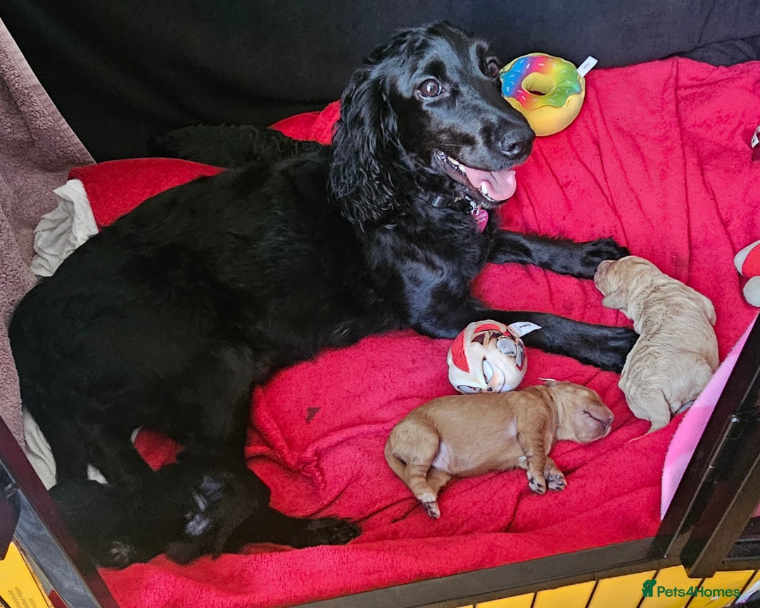 Cockapoo dogs for sale: Adorable Cockapoo puppies waiting for You!  - Image 1