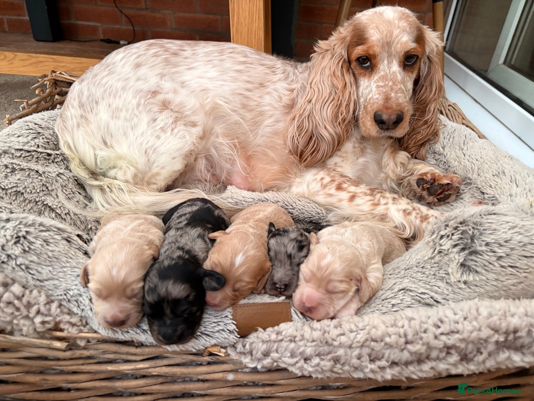 Cockapoo dogs for sale: Newborn F1 show miniature Cockapoo puppies - Advert 1