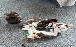 Mixed Breed cats for sale: Kittens for sale - Image 6