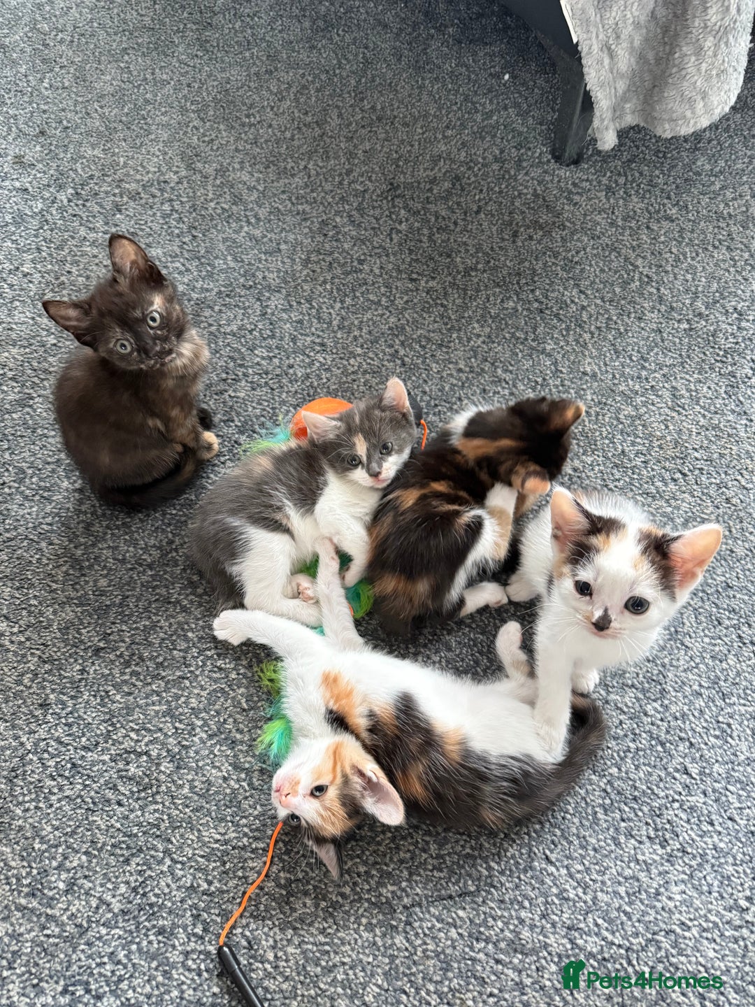 Mixed Breed cats for sale: Kittens for sale - Image 6