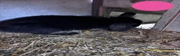 Mini Lion Lop rabbits for sale: 2 Beautiful Mini Lionhead Lops for Sale! £35 Each - Advert 2