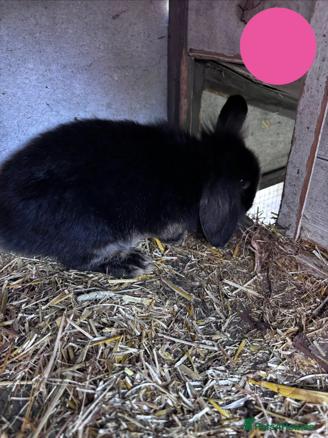 Mini Lion Lop rabbits for sale: 2 Beautiful Mini Lionhead Lops for Sale! £35 Each - Advert 2