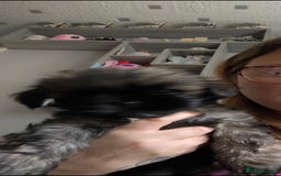 Lhasa Apso dogs for sale: Lhasa apso puppies 4 girls 💗2 boys 🩵 - Image 4