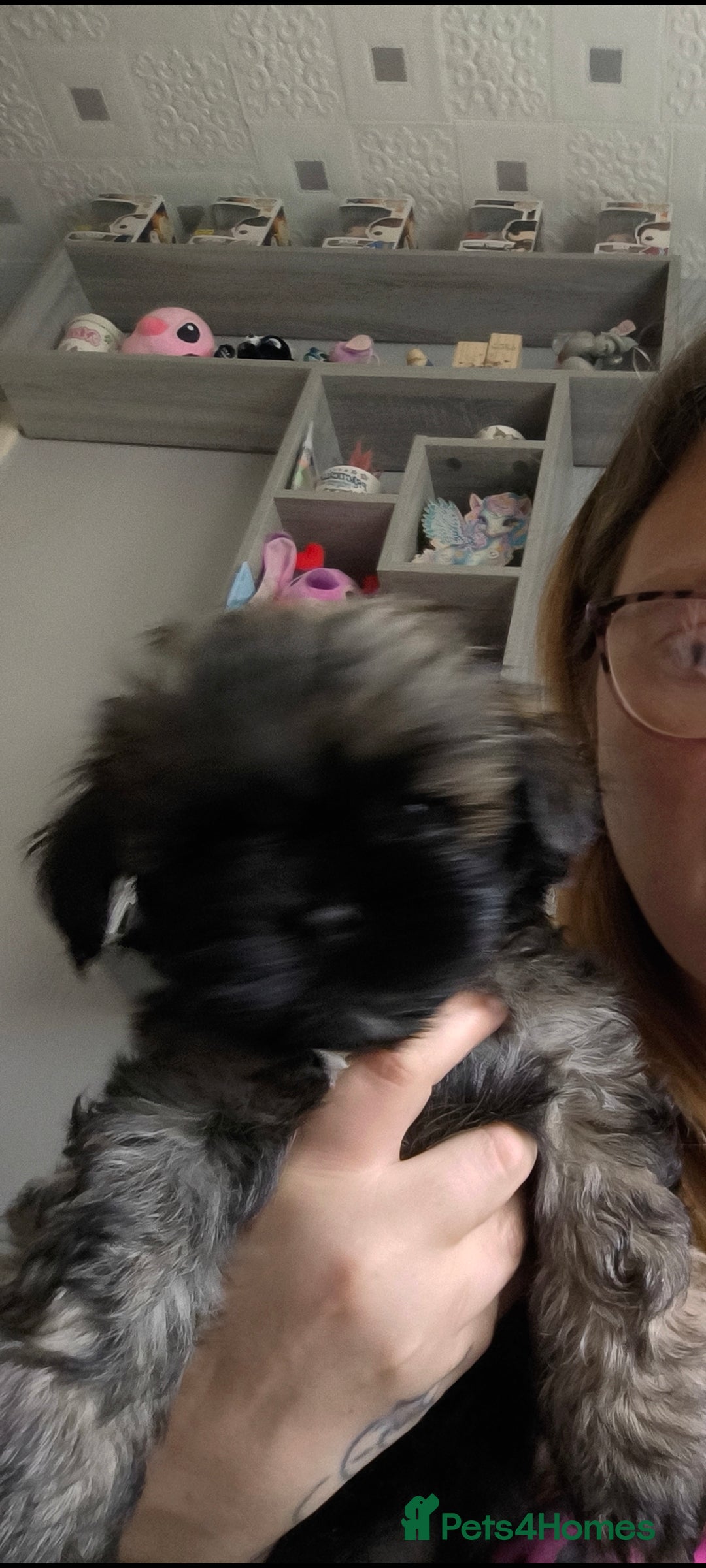 Lhasa Apso dogs for sale: Lhasa apso puppies 4 girls 💗2 boys 🩵 - Image 4