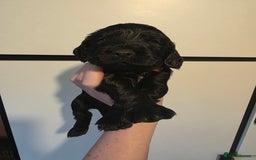 Cocker Spaniel dogs for sale: 🩷🐶 Beautiful Cocker Spaniel Puppies 🐶 🩷 - Image 8