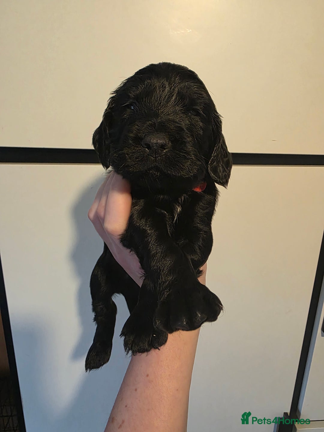 Cocker Spaniel dogs for sale: 🩷🐶 Beautiful Cocker Spaniel Puppies 🐶 🩷 - Image 8