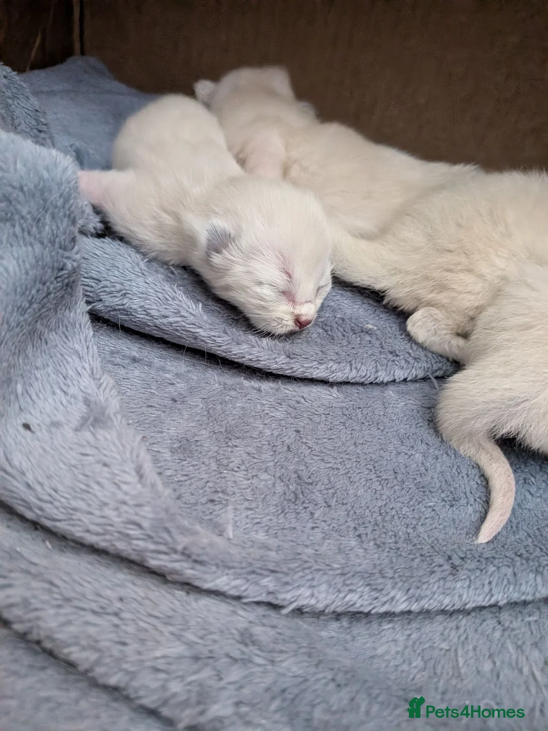 Ragdoll cats for sale: ⭐5 beautiful pure ragdolls ⭐ in Knighton - Advert 6