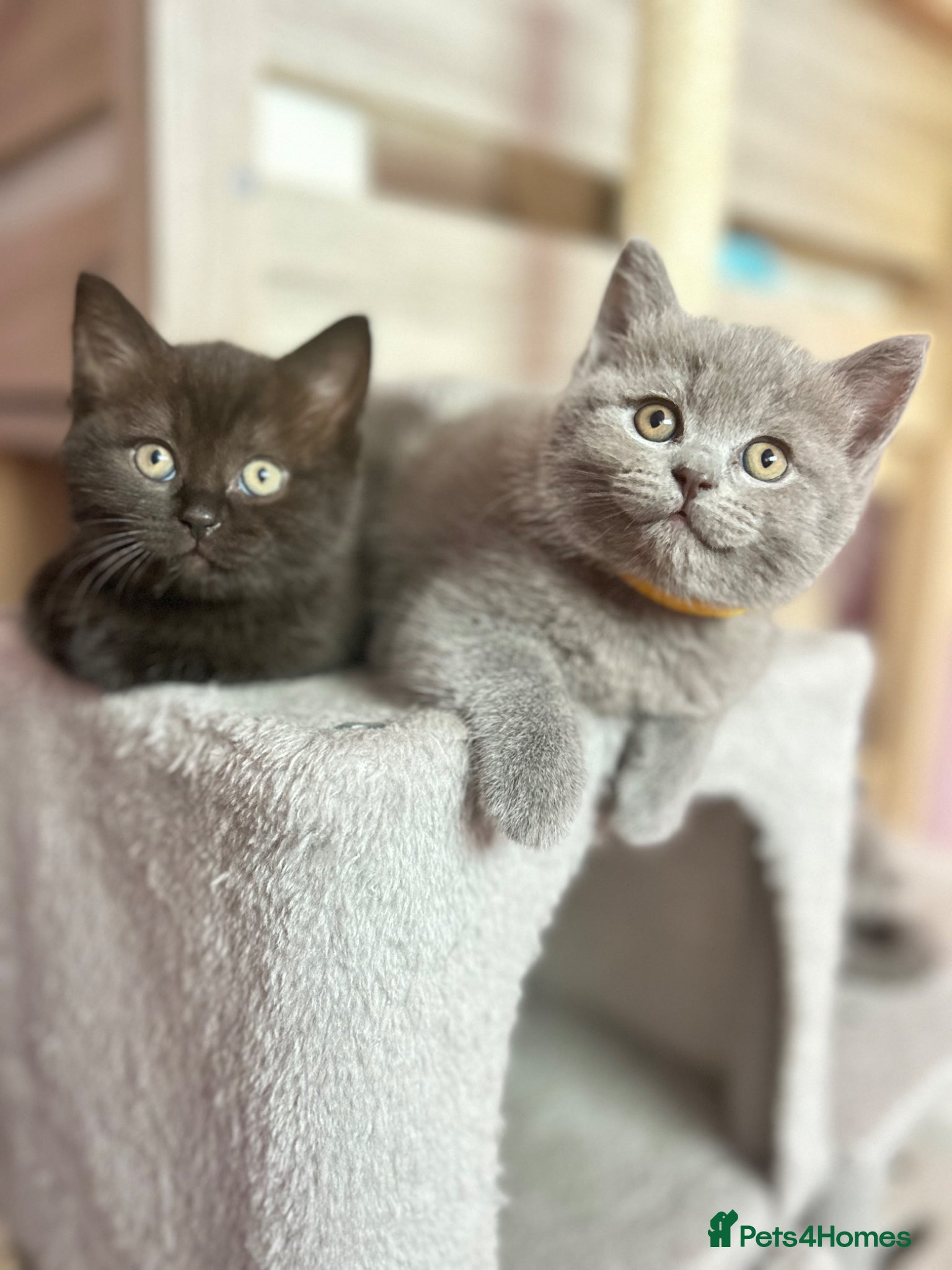 British Shorthair cats Chunky BDH / Ragdoll kittens  - Advert 2