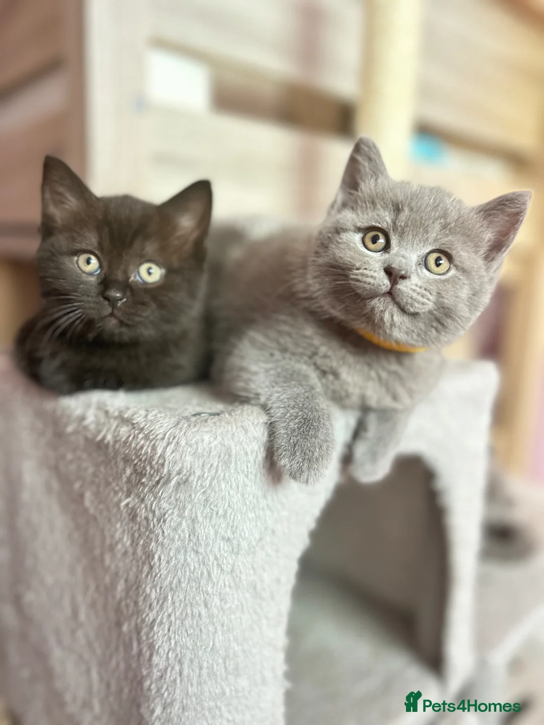 British Shorthair cats for sale: Chunky BDH / Ragdoll kittens  - Advert 1
