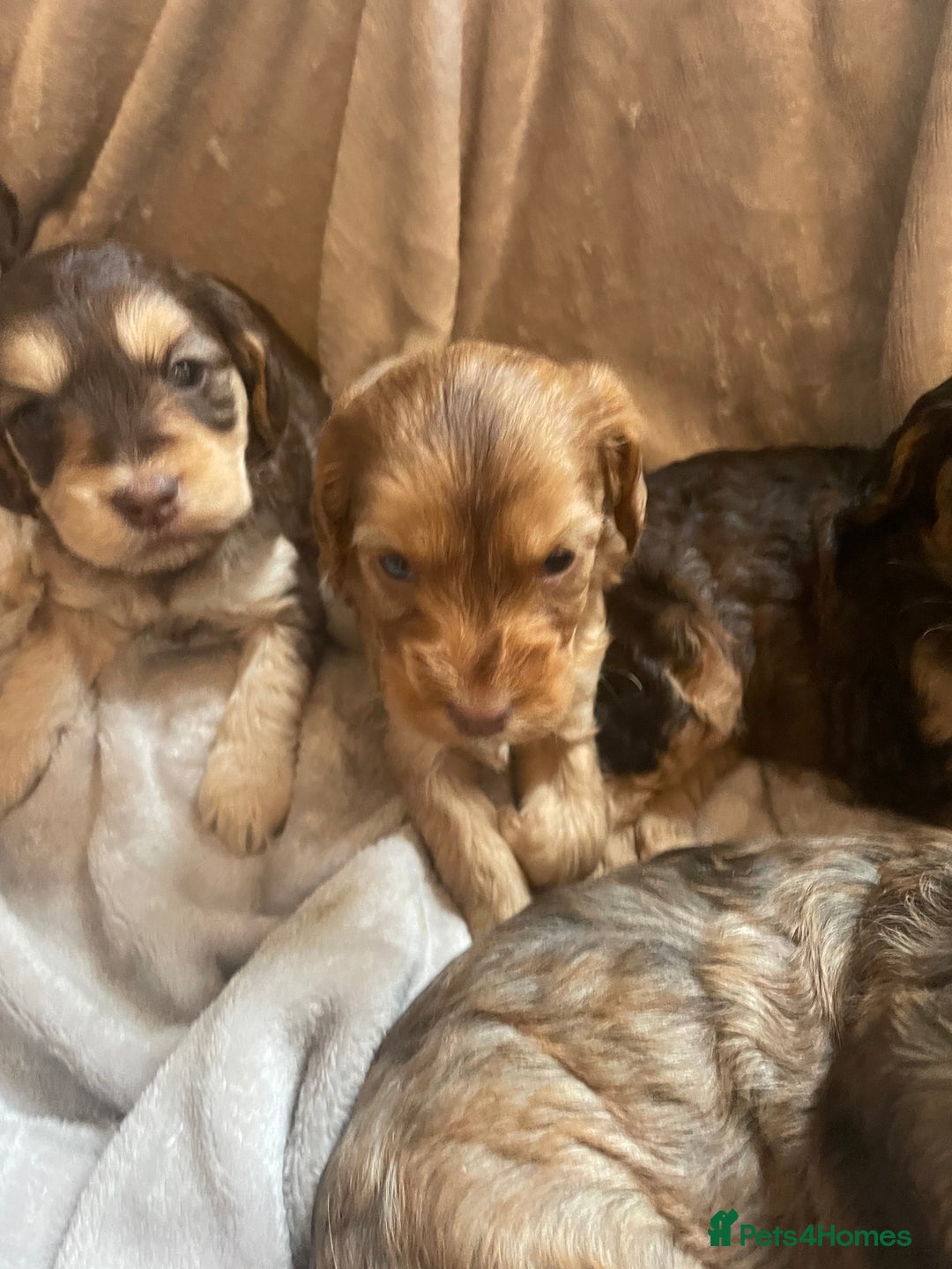 Cockapoo dogs for sale: Stunning sable cockapoos  - Advert 20